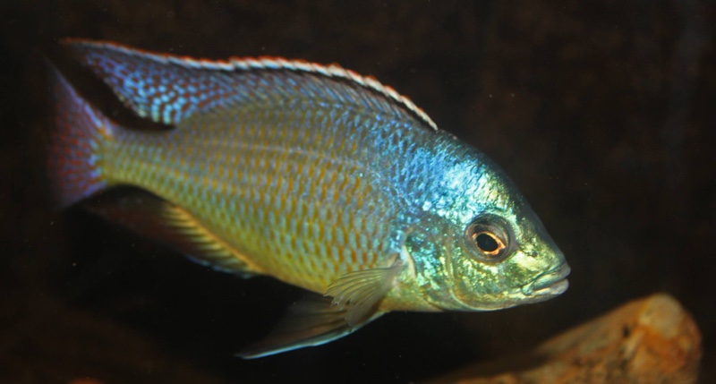 Protomelas virgatus 'Namalenje Island'